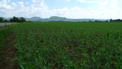 Peas and Hills