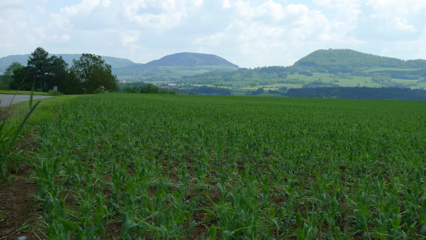 Hills and Peas