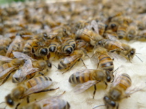 our "goldie" bees
